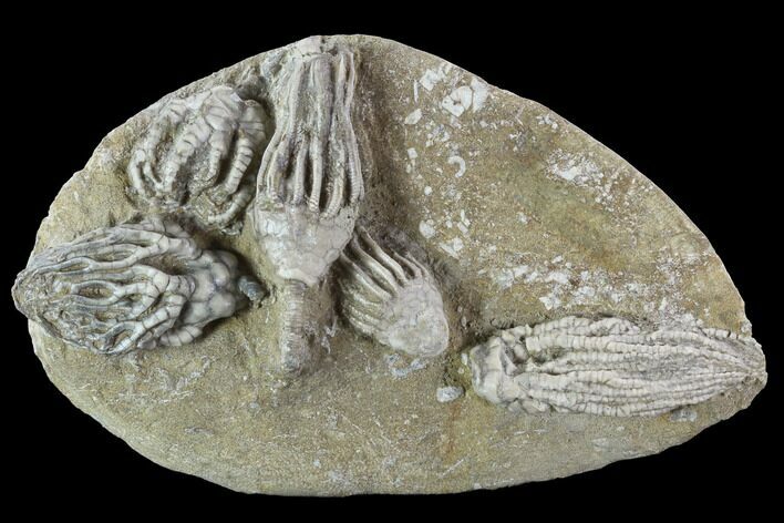 Crinoid Plate With Four Species - Crawfordsville #94804